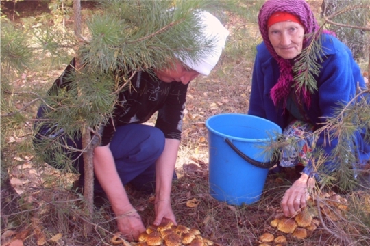 Бабушкина лесная глушь