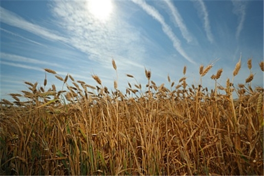 Чувашская Республика является лидером по доведению средств до аграриев