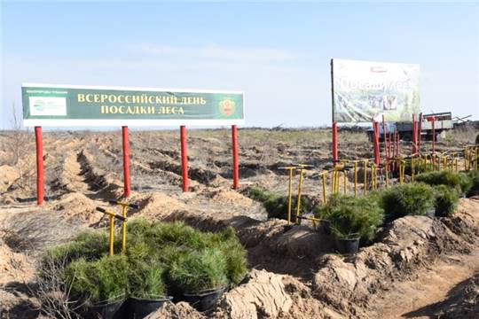 В рамках Всероссийского дня посадки леса в Чувашии посадили 28 гектаров леса