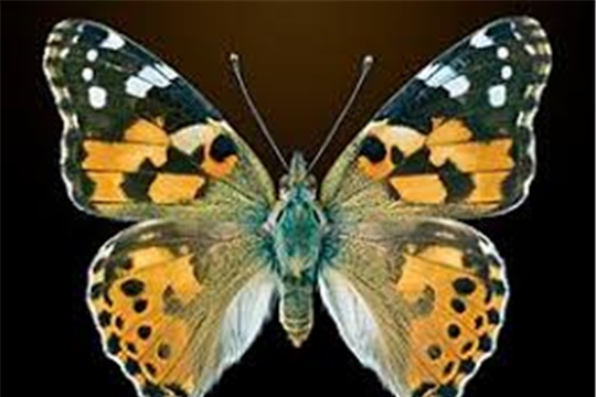 Нашествие бабочек-репейниц отмечено в Чувашии