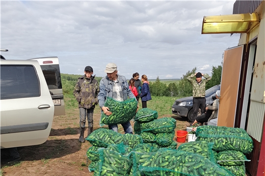 В кооперативе Пелагея идет работа по уборке урожая огурцов