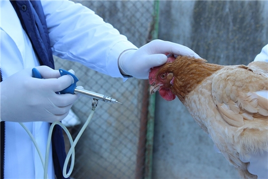 Профилактика гриппа птиц в Красночетайском районе