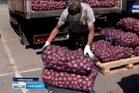 Горожане запасаются овощами на ярмарках сельхозпродукции