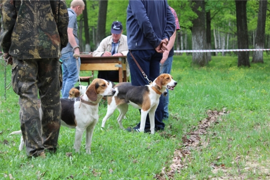 18 мая в Чувашии состоится 61-я Канашская межрайонная выставка охотничьих собак