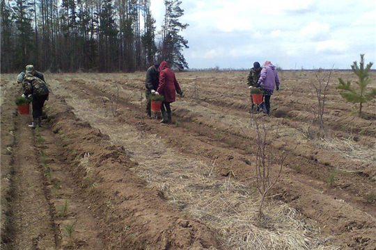 В Мариинско–Посадском лесничестве завершены весенние лесокультурные работы