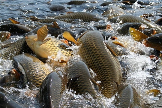 Рыбы, разводимые в прудах