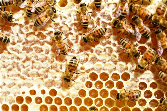 Пензенские пчеловоды изучают опыт чувашских коллег