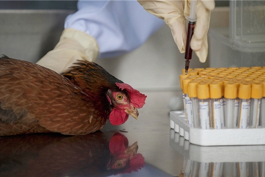 В республике начата работа по специфической профилактике гриппа птиц