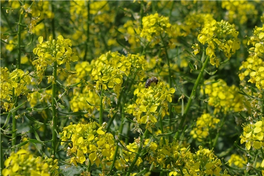 Нарушение регламентов применения пестицидов вызывает отравление пчел