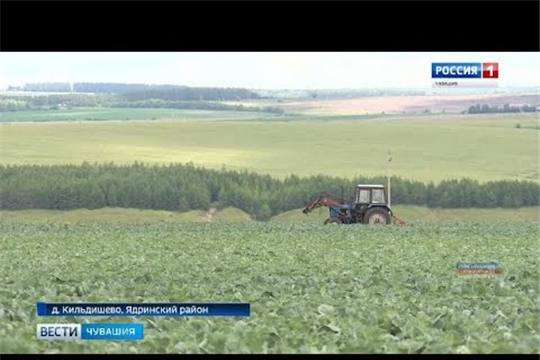 27 миллионов рублей потратил на систему мелиорации фермер из Ядринского района: вложения окупаются
