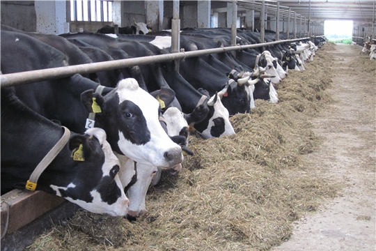 Валовой надой молока в хозяйствах Красночетайского района по итогам шести  месяцев составил 10890,5 тонн,