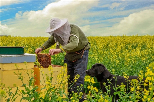 В Правительстве РФ одобрена инициатива Минсельхоза по поддержке пчеловодства
