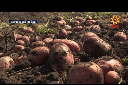 В Яльчикском районе приступили к сбору картофеля