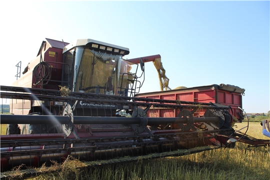 В хозяйствах Канашского района обмолочено 3700 га зерновых