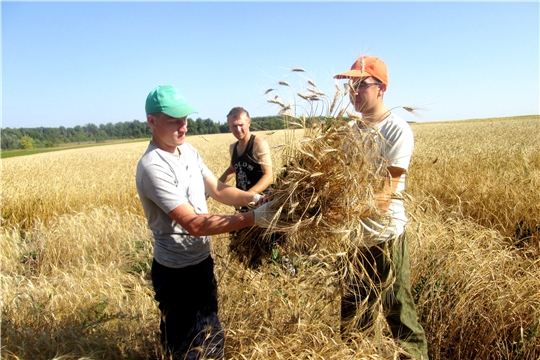 На полях учебного центра Чувашской ГСХА кипит работа по уборке урожая