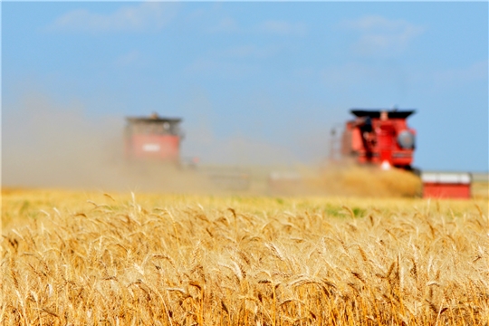 Хлеборобами республики намолочено более 200 тыс. тонн зерна