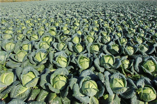 В нынешнем сезоне у аграриев республики рекордная урожайность овощей.