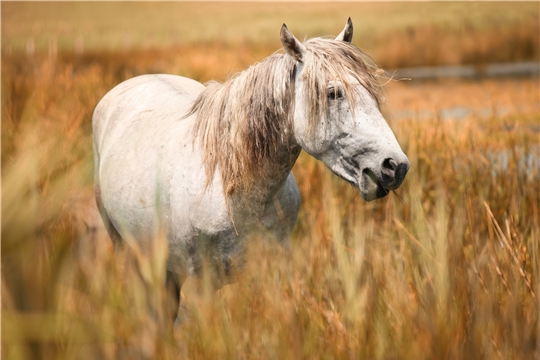 Ветеринарные правила по профилактике и ликвидации гриппа лошадей