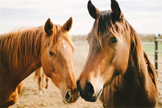 Минсельхоз России утвердил ветеринарные правила по случной болезни лошадей