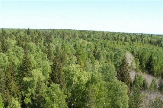Извещение о проведении в 2020 году государственной кадастровой оценки земель лесного фонда, земель особо охраняемых территорий и объектов на территории Чувашской Республики