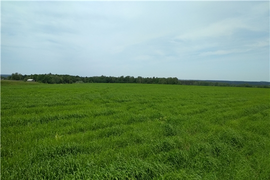 Проведена проверка целевого использования земель сельскохозяйственного назначения в Вурнарском районе