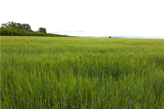 Проведена проверка целевого использования земель сельхозназначения в Мариинско-Посадском, Урмарском и Канашском районах