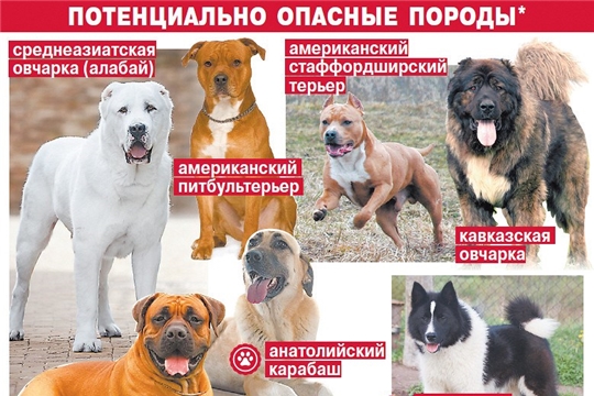 Определен перечень потенциально опасных собак