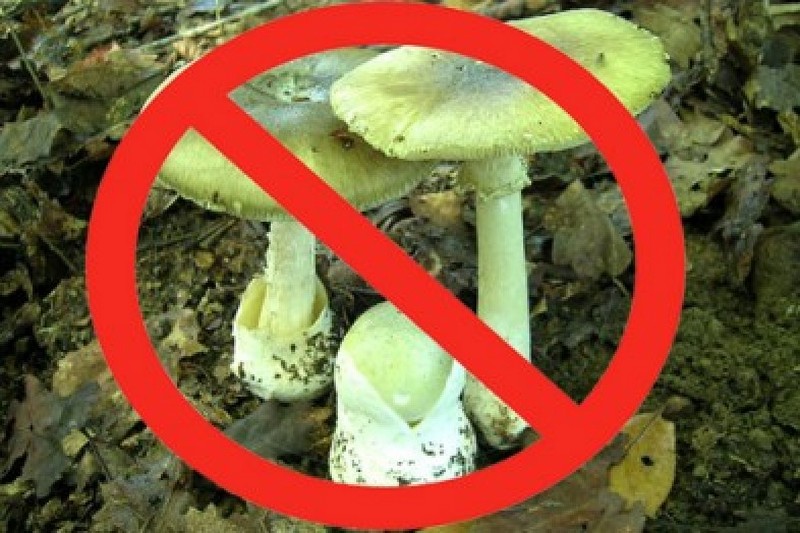 Ядовитые вещества грибы. Осторожно грибы. Осторожно опасные грибы. Знак осторожно ядовитые грибы. Ядовитые весенние грибы.