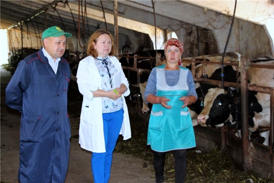 В Моргаушском районе продолжается работа по заготовке кормов и подготовке ферм к зиме