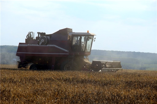 Средняя урожайность зерновых в «Ударнике» -33,1ц. с га