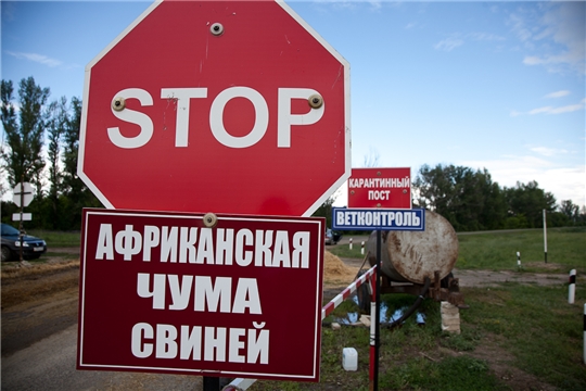 Госветслужба Чувашии: в республике ограничены поставки свинины из Ульяновской области из-за африканской чумы