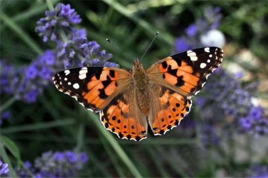 Осторожно: репейницы! Нашествие бабочек-репейниц отмечено в Чувашии
