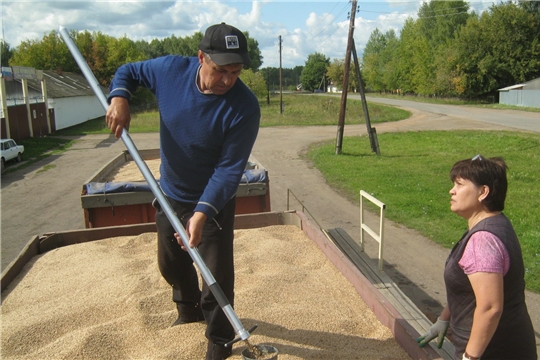 Урмарским хлебоприемным предприятием идет заготовка зерна