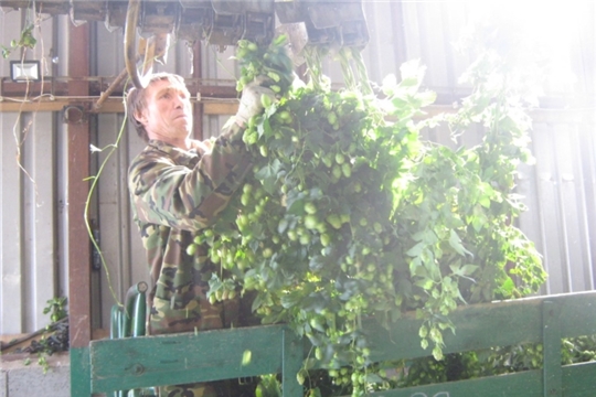 Продолжается уборка хмеля механизированным способом в деревне Новое Муратово Тегешевского сельского поселения