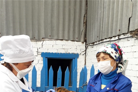 Ветеринарные специалисты Кошноруйского ветеринарного пункта вакцинирует птицепоголовье
