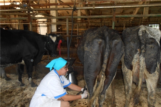 На базе ООО «ОПХ «Простор» в молочно товарной ферме  состоялся районный конкурс мастеров машинного доения коров и операторов по искусственному осеменению коров и телок