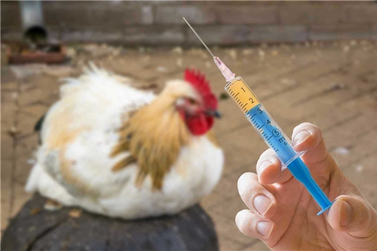 Профилактика гриппа птиц в Чувашской Республике