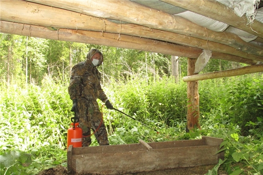 В Ибресинском районе проведена дезинфекция подкормочных площадок в охотничьих угодьях