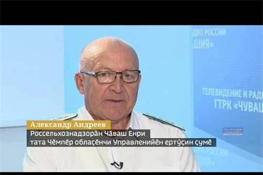 Чем опасна африканская чума свиней и как распознать болезнь?