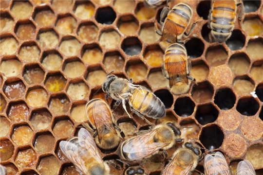 Эпизоотическая ситуация по болезням пчёл в республике