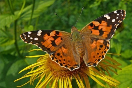 Нашествие бабочек-репейниц отмечено в Чувашии