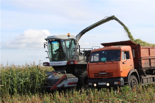 В СХПК «Комбайн» идёт активная уборка кукурузы на силос
