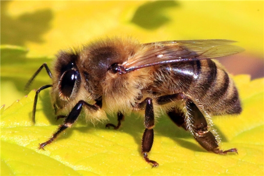 Рекомендации по профилактике заболеваний пчел