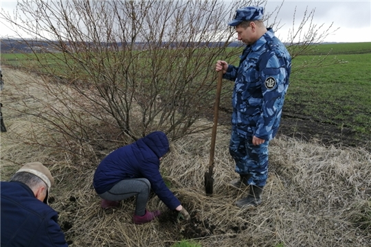 600 молодых саженцев сосны высажено в Алатырском районе