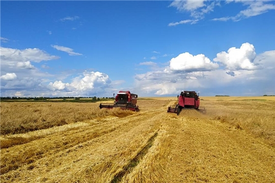 Уборка зерновых культур в Алатырском районе набирает обороты