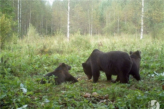 На Алатырском участке заповедника «Присурский» отмечено присутствие медведя