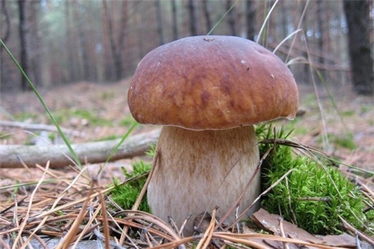 Что нужно знать, выбирая грибы?