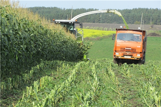 Уборка кукурузы