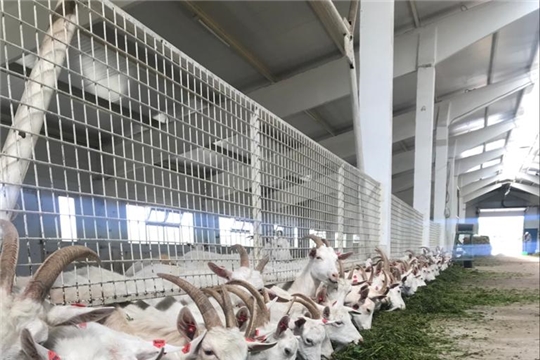 Бахтигильдинское сельское поселение: поголовье коз в козоводческой ферме д.Б.Нурусово достигло до 1300 голов