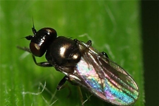 Шведская муха  может стать причиной гибели урожая озимых